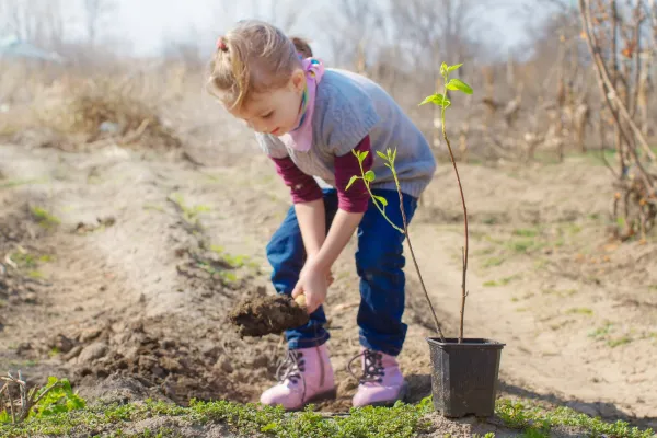 Doneer voor meerdere Amandelbomen