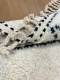 Beni ouarain 35500 292cm x 195cm